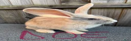 Giant Papillon rabbits for sale: Miniloop , netherland draft and continental cross - Advert 7