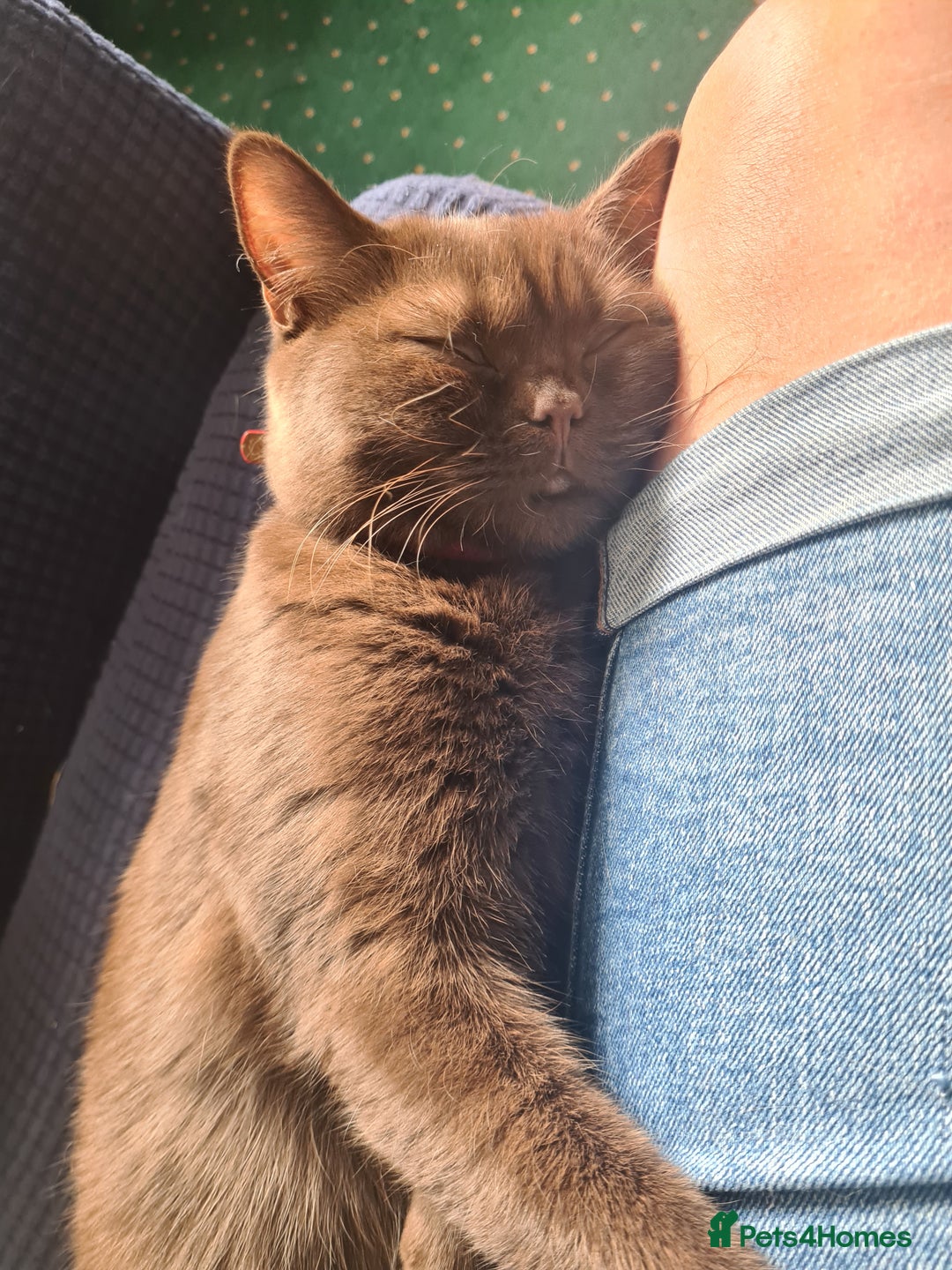 British Shorthair cats for sale: British Short-hair - Image 8