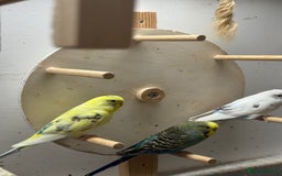 Budgerigars birds for sale: Dutch ressive pieds & love birds  - Image 3