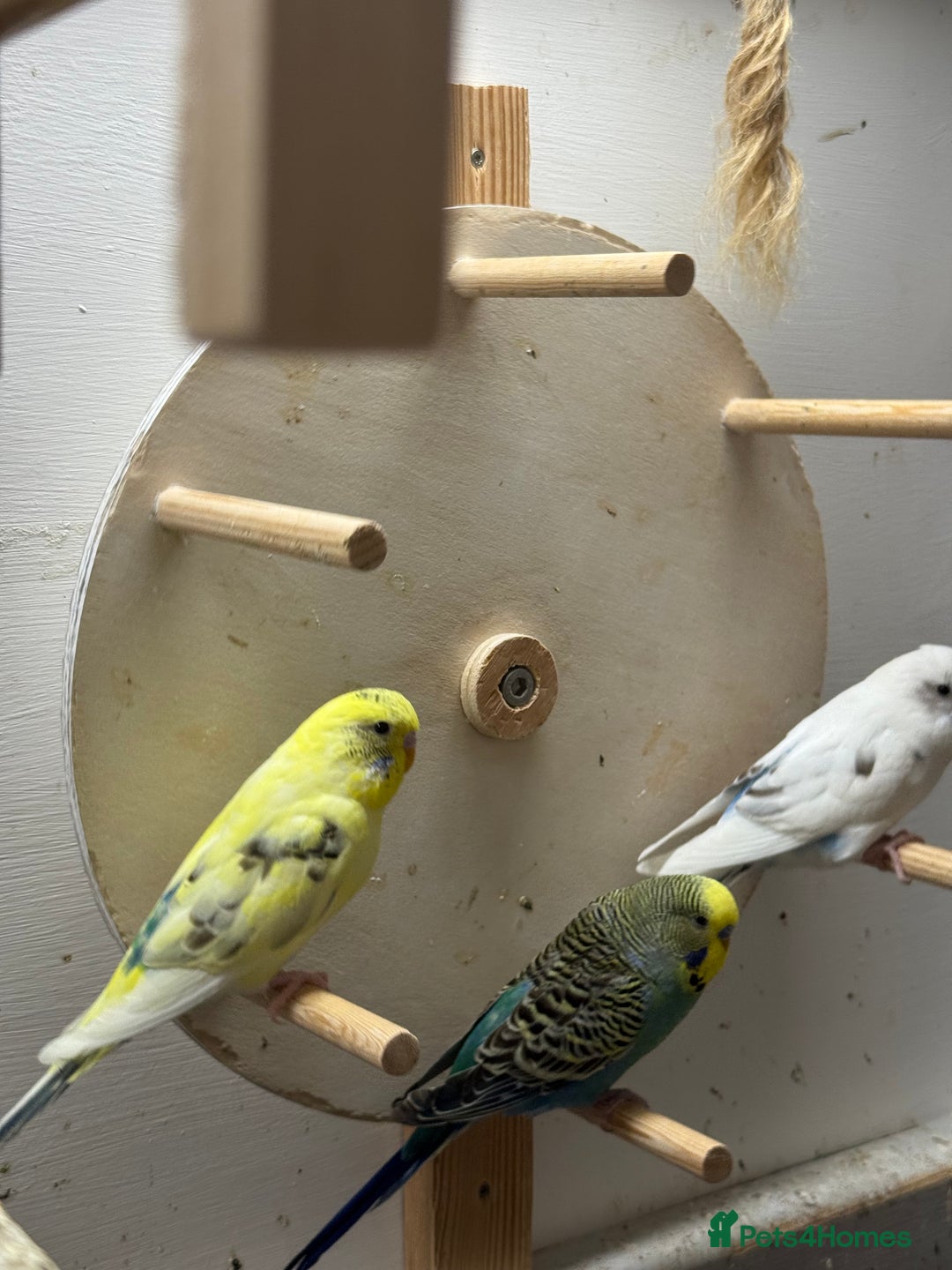 Budgerigars birds for sale: Dutch ressive pieds & love birds  - Image 3