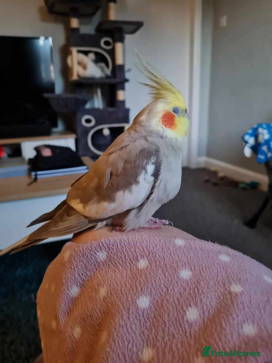Cockatiels birds for sale: Male very Tame cockatiel in Kidderminster - Advert 2