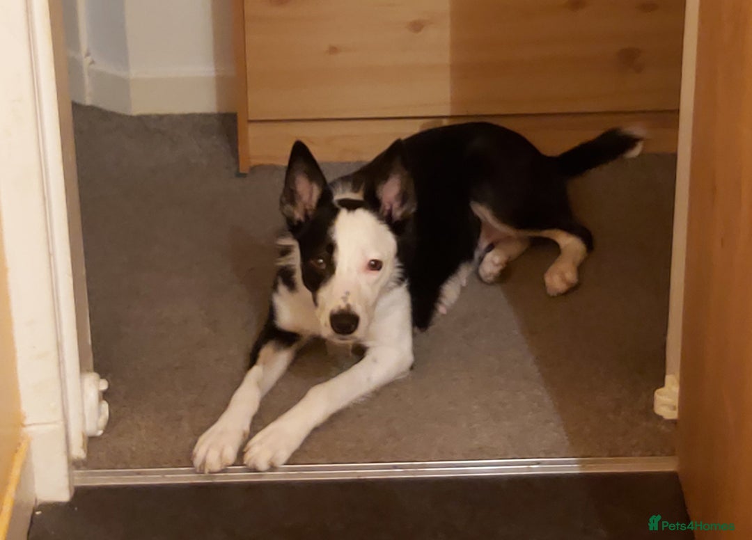 Border Collie dogs for sale: Beautiful Border Collie Puppy girl ready now - Advert 1