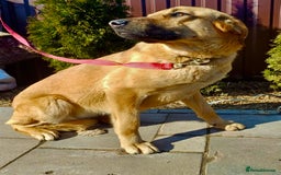 German Shepherd dogs for adoption: Sheila’s Story: Left Alone, Still Waiting for Love - Image 1