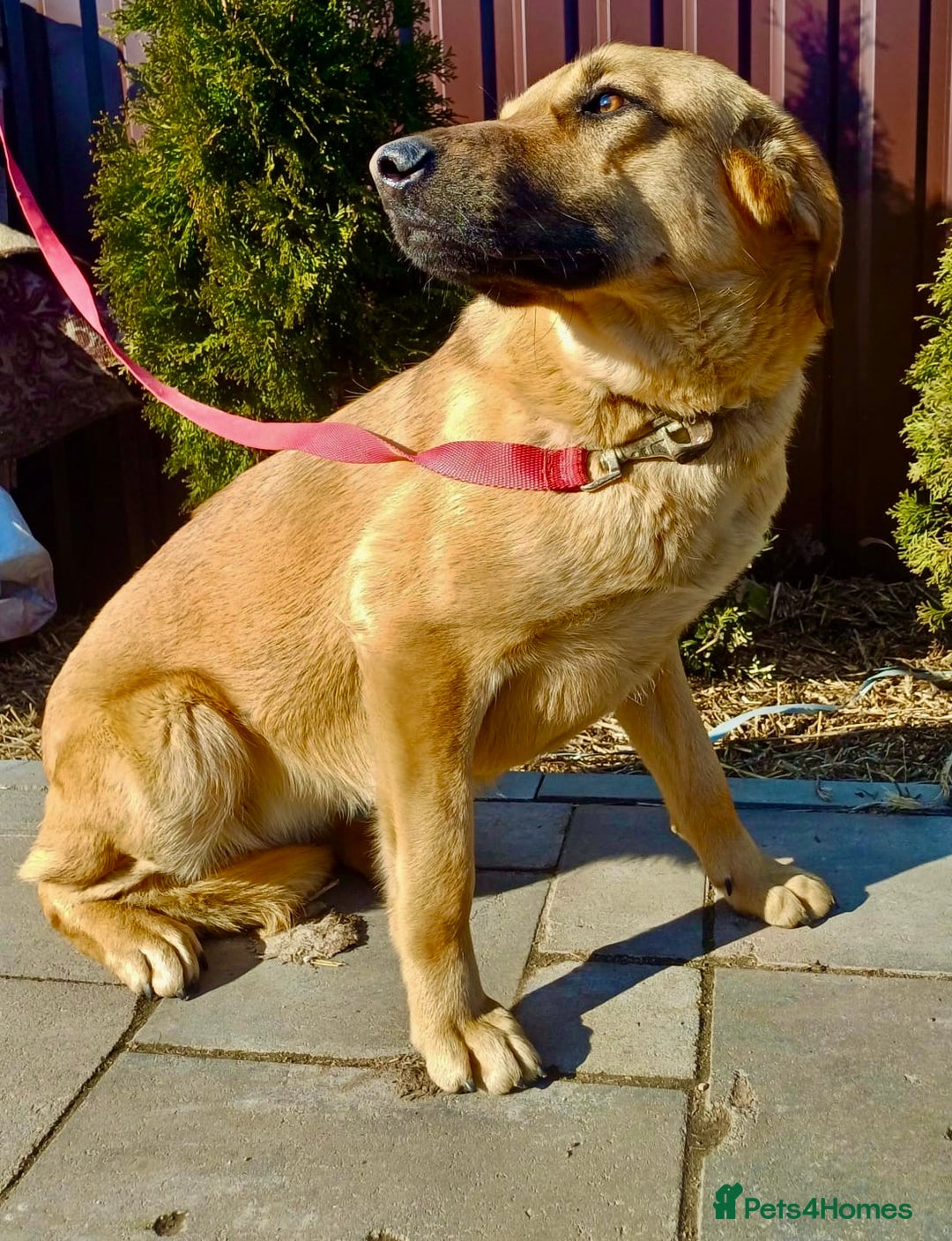 German Shepherd dogs for adoption: Sheila’s Story: Left Alone, Still Waiting for Love - Image 1