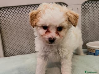 Mixed Breed dogs Lovely litter of fluffy pups - Advert 8
