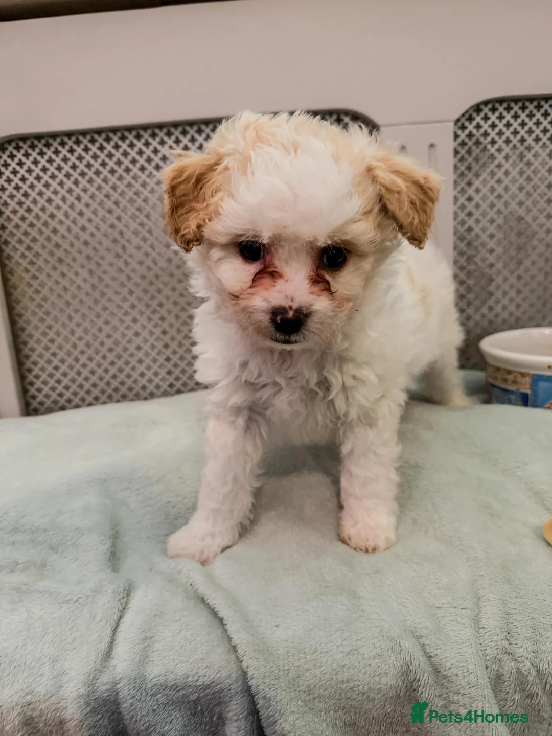 Mixed Breed dogs for sale: Lovely litter of fluffy pups  - Advert 1