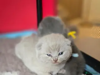 British Shorthair cats Championship Lines Bridgerton Litter - Advert 13