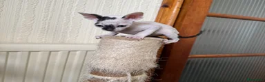 Cornish Rex Kitten 2