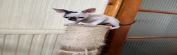 Cornish Rex cats for sale: Beautiful kittens  - Advert 3