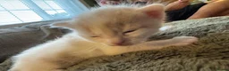 Mixed Breed cats for sale: 4 kittens looking for loving homes  - Advert 6