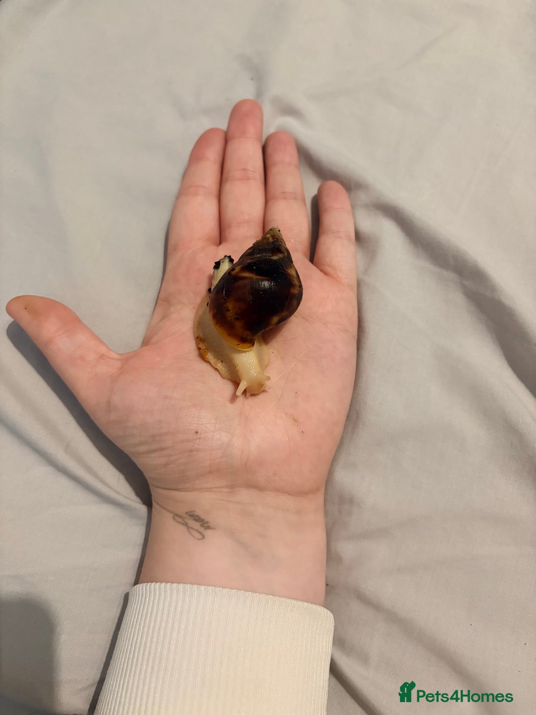 Snails invertebrates for sale: Giant African Land Snails - Advert 5