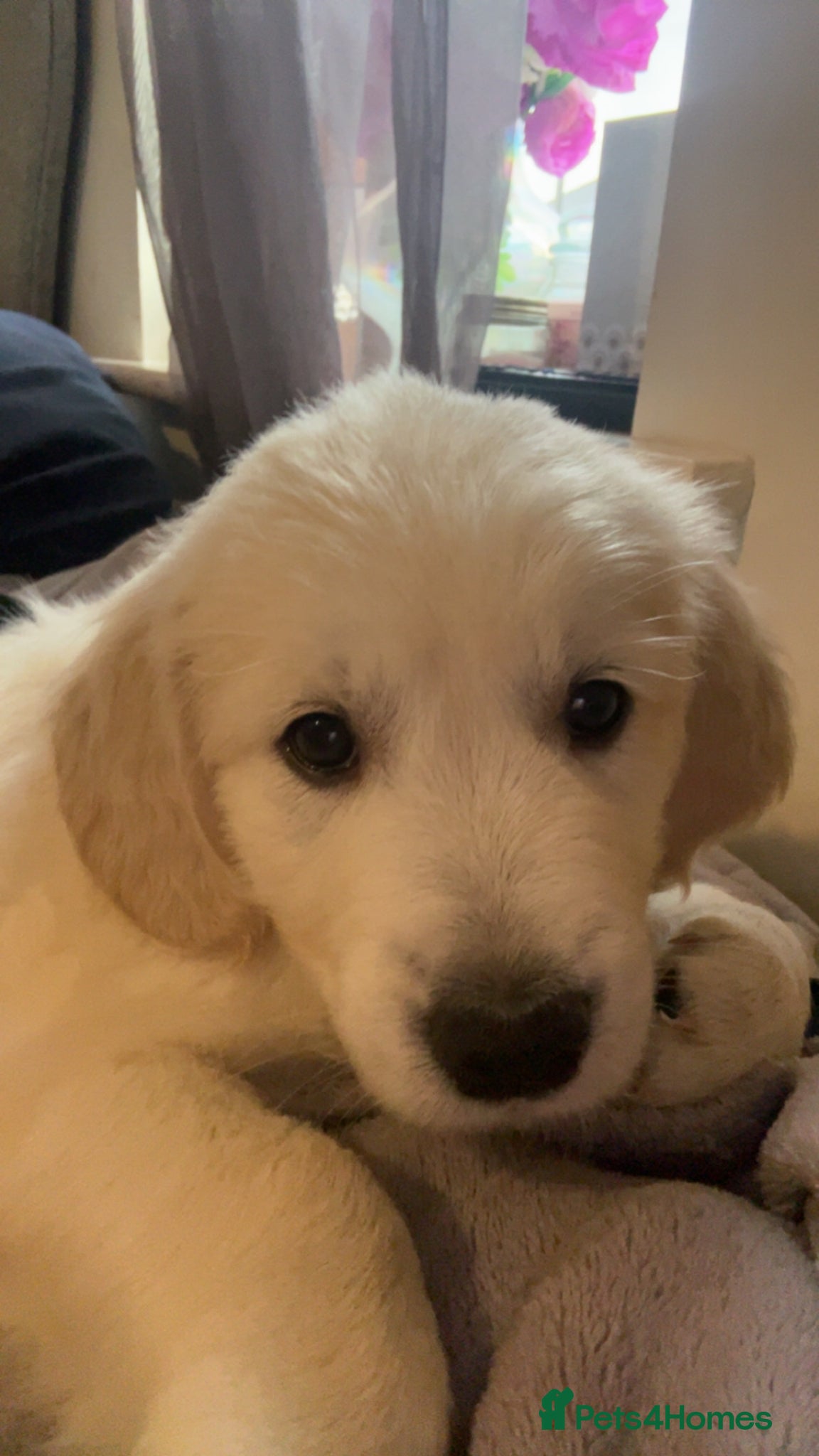 Golden Retriever dogs READY NOW  beautiful cream golden retrievers  - Advert 2