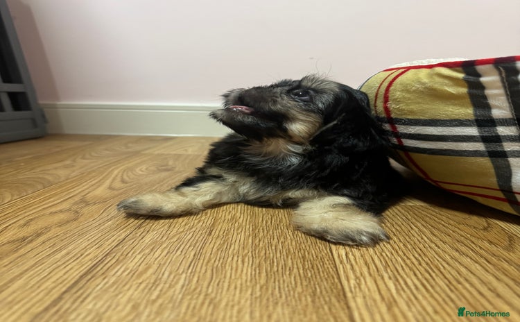 Shih Tzu dogs - Advert 3