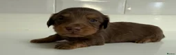 Miniature Dachshund dogs for sale: Beautiful Miniature dachshunds  - Advert 8