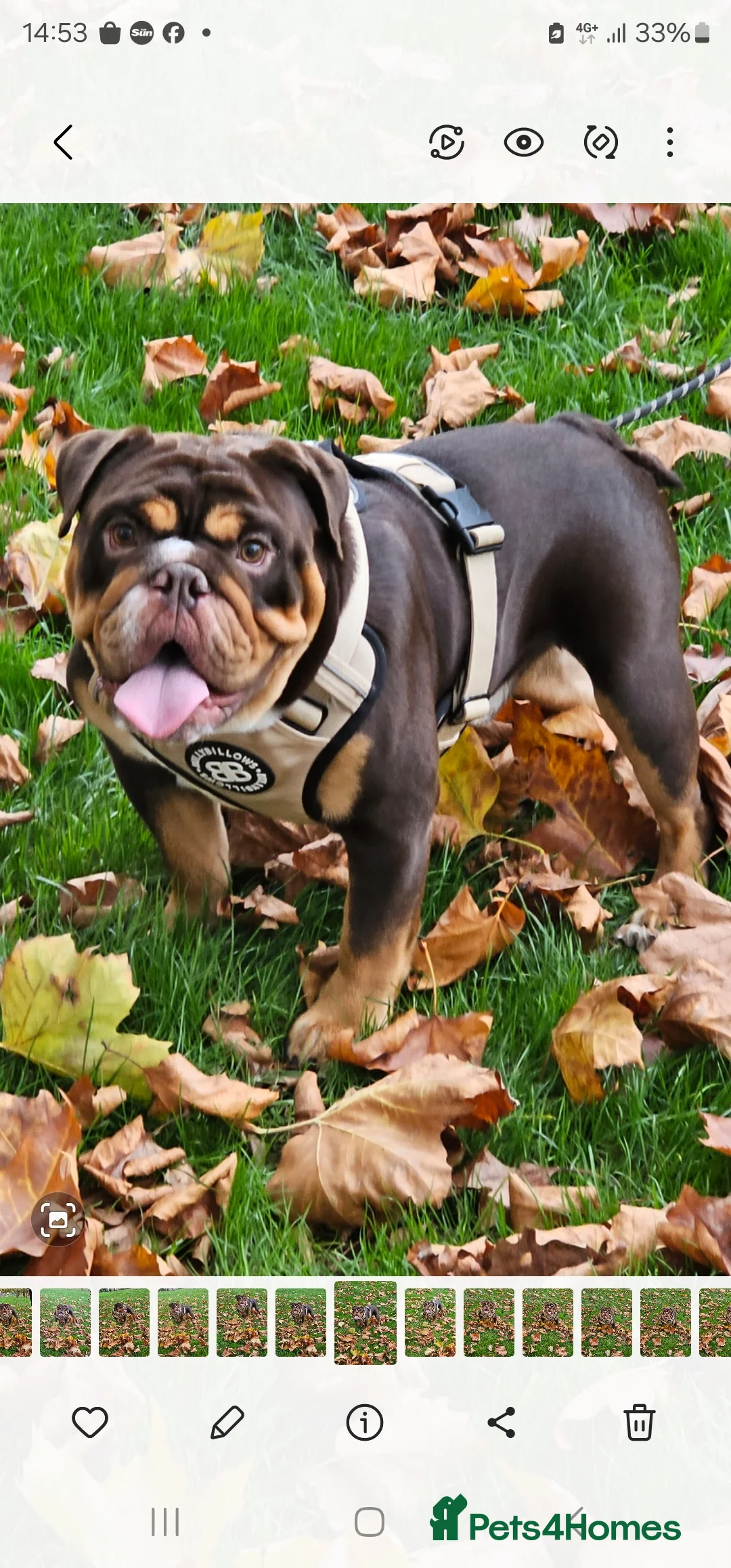 English Bulldog dogs for stud: KC BRITISH BULLDOG FOR STUD  in Basildon - Advert 6