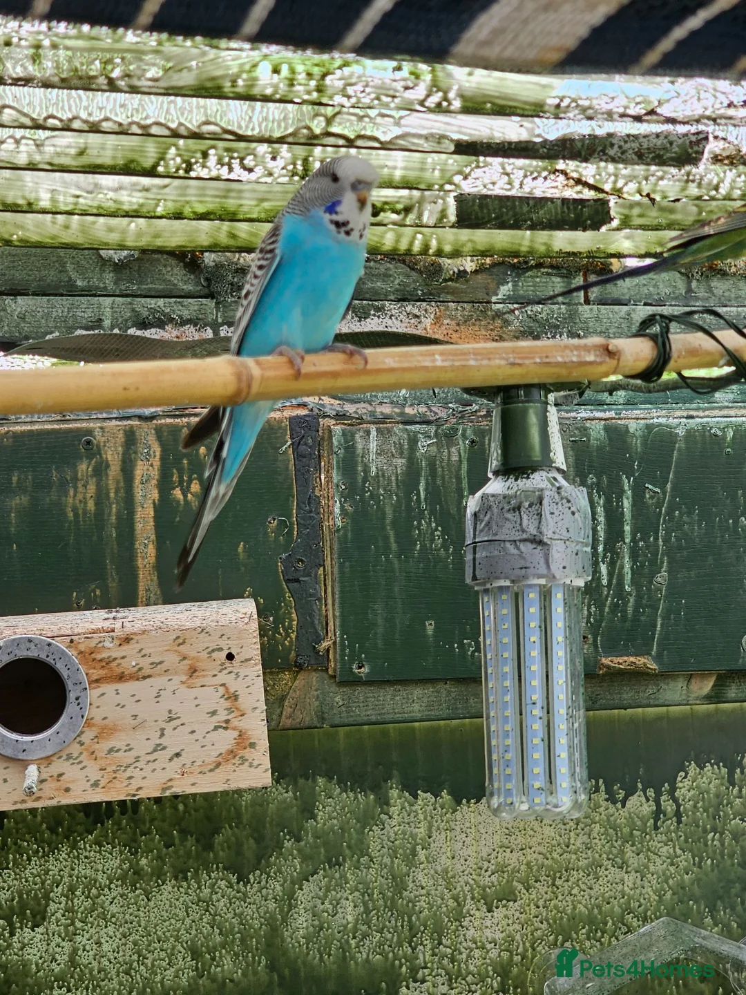 Budgerigars birds for sale: Budgies  in Leicester - Advert 4