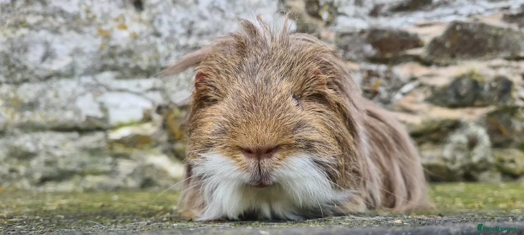 Guinea Pig rodents for sale: Sheltie Male.  - Advert 1