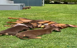 Miniature Dachshund dogs for sale: Miniature dachshund - Image 12