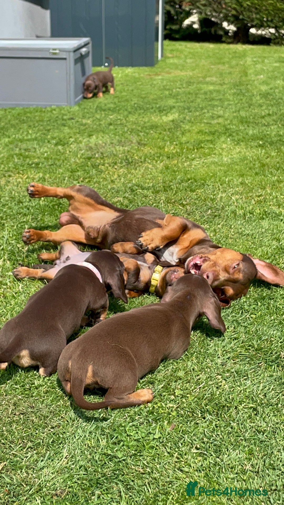 Miniature Dachshund dogs for sale: Miniature dachshund - Image 12