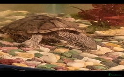 Turtle reptiles for sale: Black Musk Turtle - Image 2