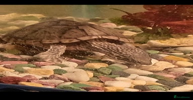 Turtle reptiles - Advert 1