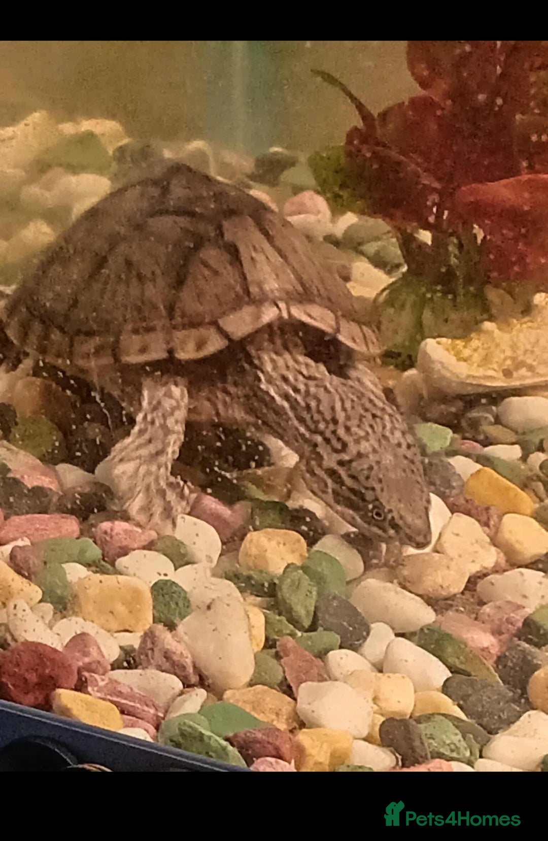 Turtle reptiles for sale: Black Musk Turtle - Image 2