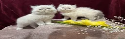 Persian cats for sale: 3 CHEEKY COLOURPOINT PERSIAN BOYS (READY FRI 17TH) - Advert 4