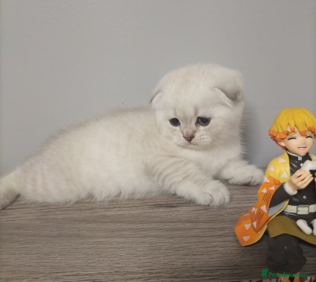 Scottish Fold cats for sale: Scottish Fold Kittens. Vaccinated, Last one left! - Image 5
