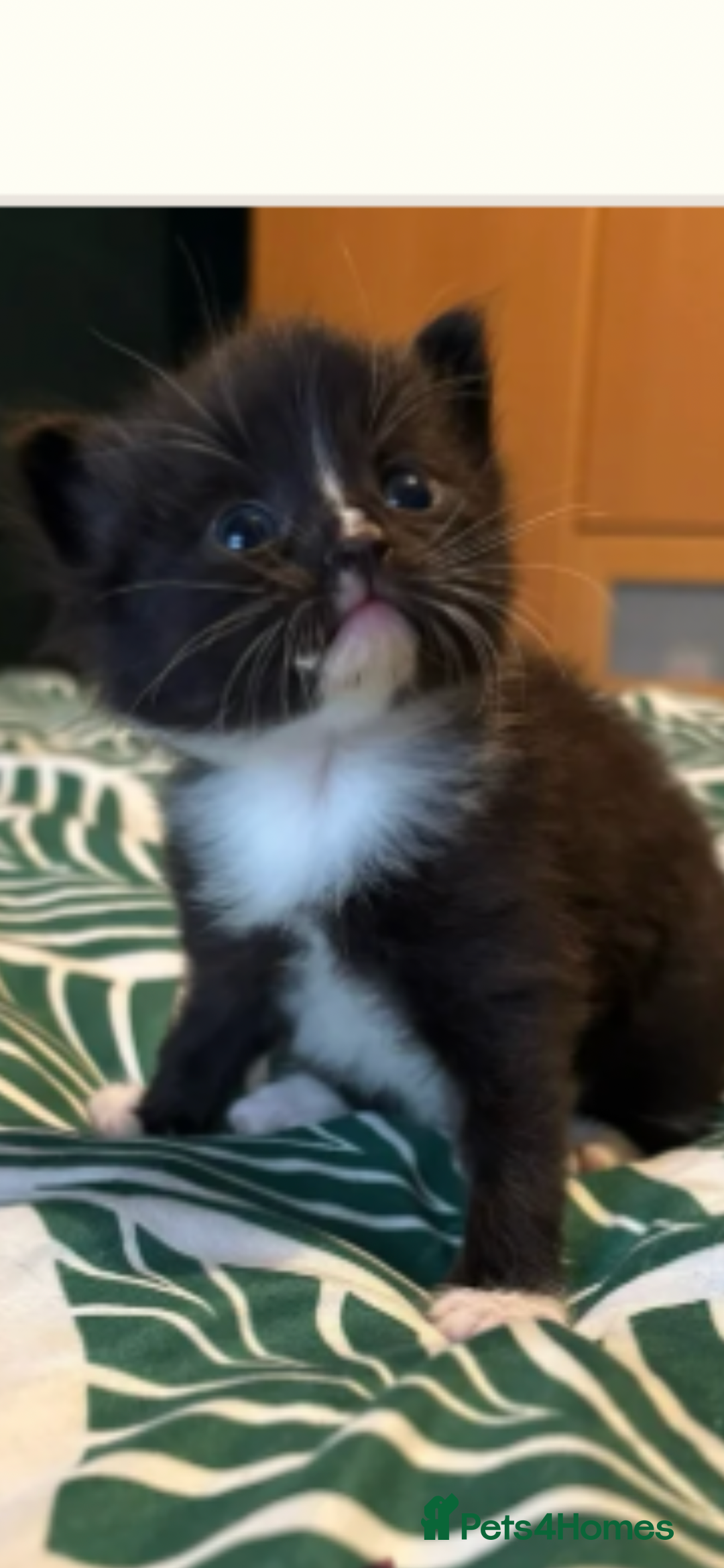 Domestic Shorthair cats for sale: Domestic Shorthair cross Mainecoon ragdoll - Image 4
