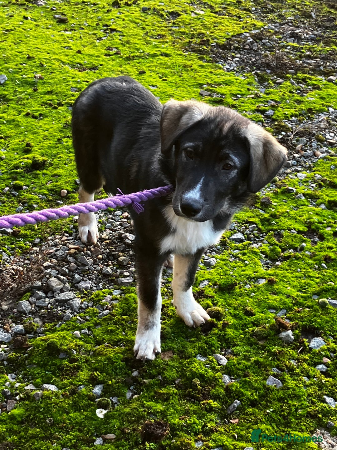 Mixed Breed dogs for sale: READY NOW! Pure Husky x Caucasian Shepherd - Advert 12