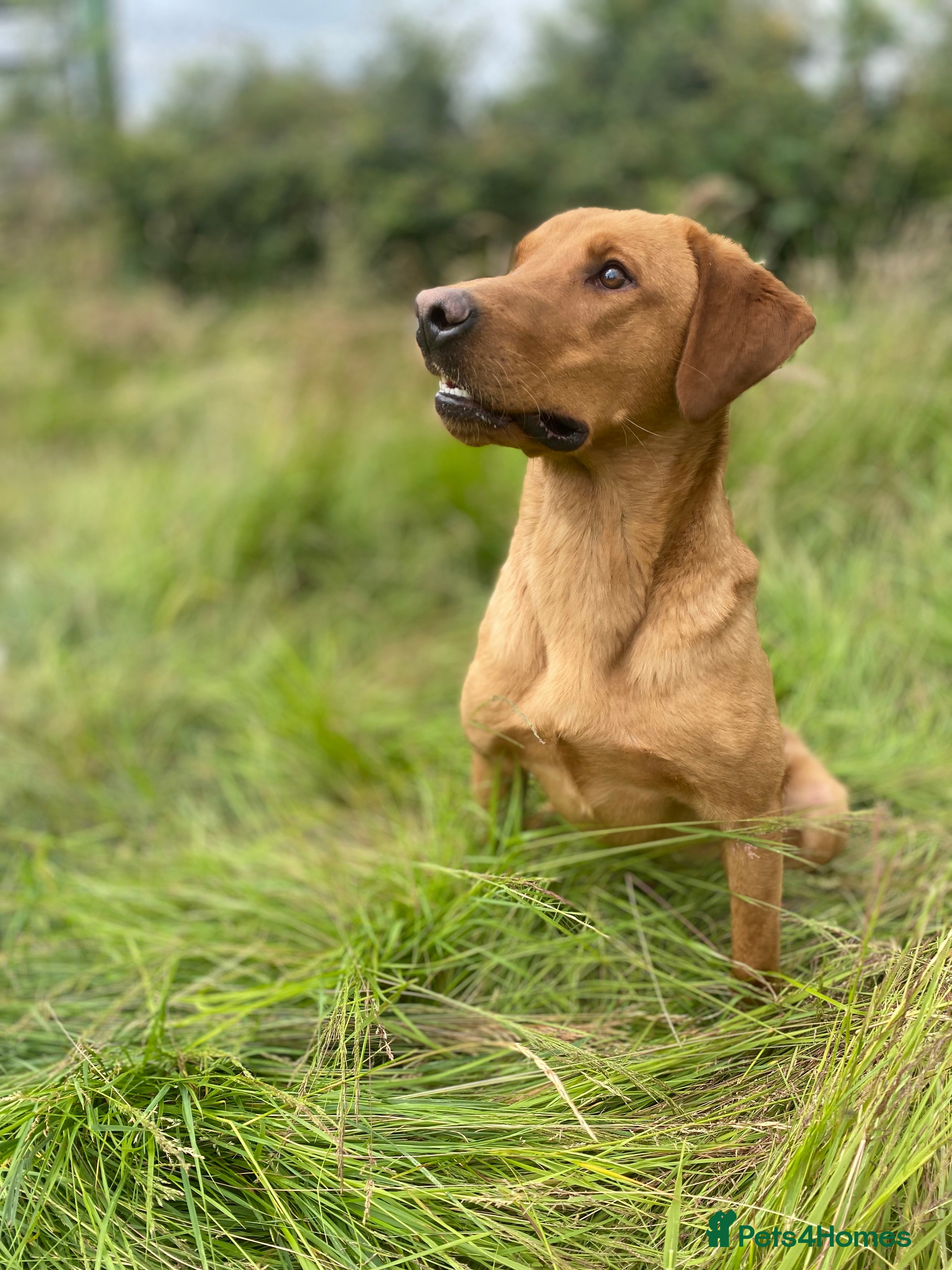 Labrador Retriever dogs 282 DNA TESTS! Labrador Working Type Red/Yellow  in Sandbach - Advert 1