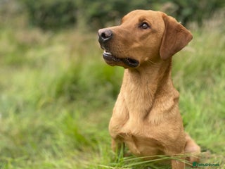 Labrador Retriever dogs in Sandbach - Advert 20