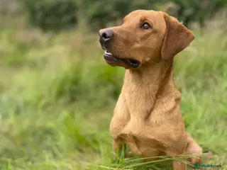 Labrador Retriever dogs 282 DNA TESTS! Labrador Working Type Red/Yellow - Advert 7