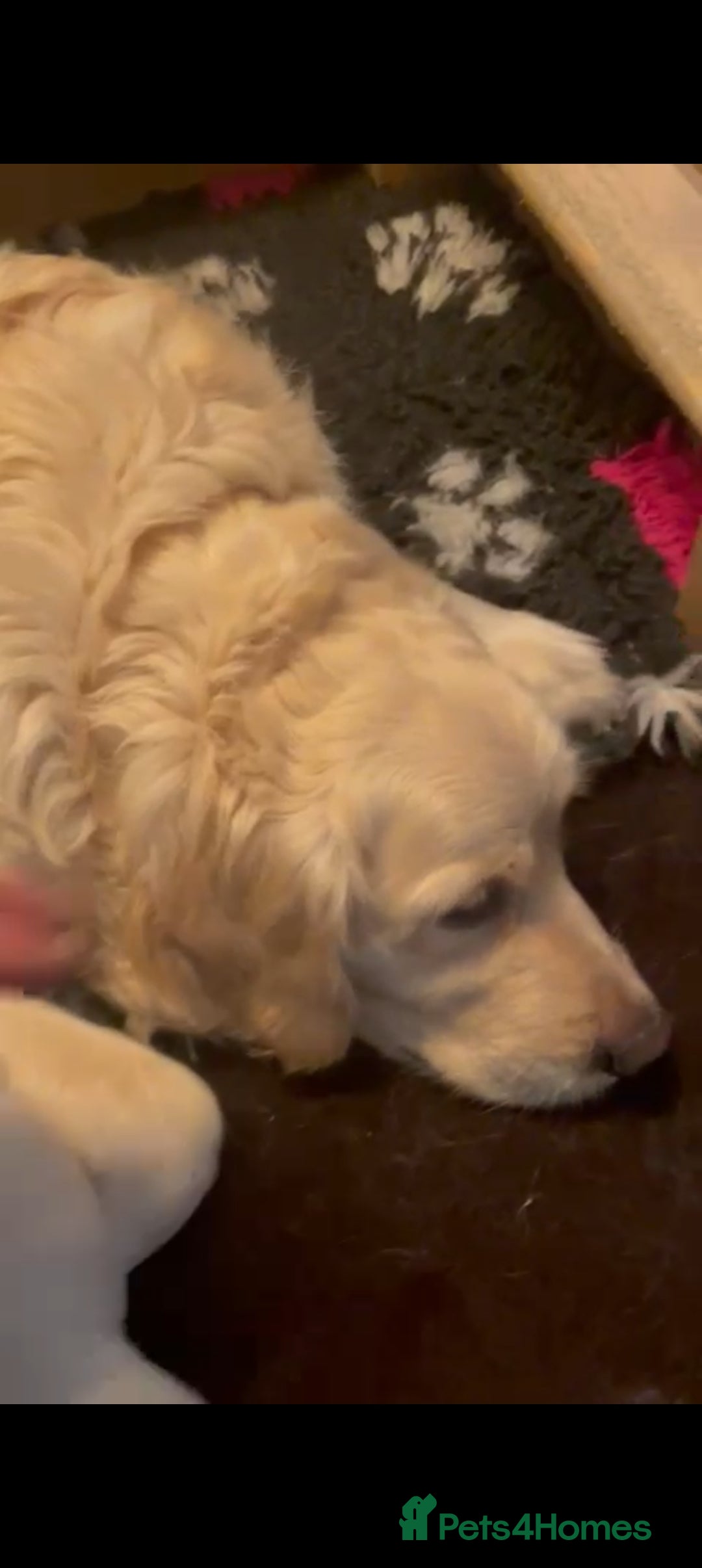 Golden Retriever dogs for sale: 9 week Golden retriever puppy - Image 2