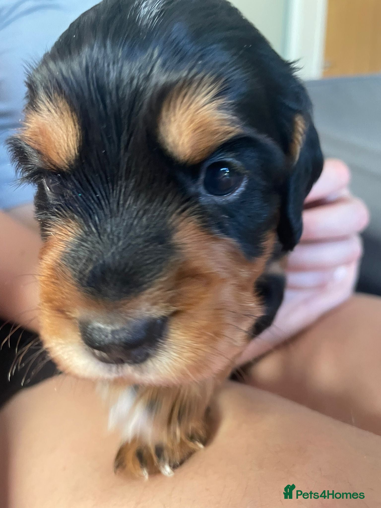 Cocker Spaniel dogs KC Reg FULLY health tested, working cocker spaniel - Advert 2