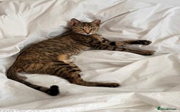 Mixed Breed cats for adoption: Sassy girl seeks experienced cat person  - Image 7