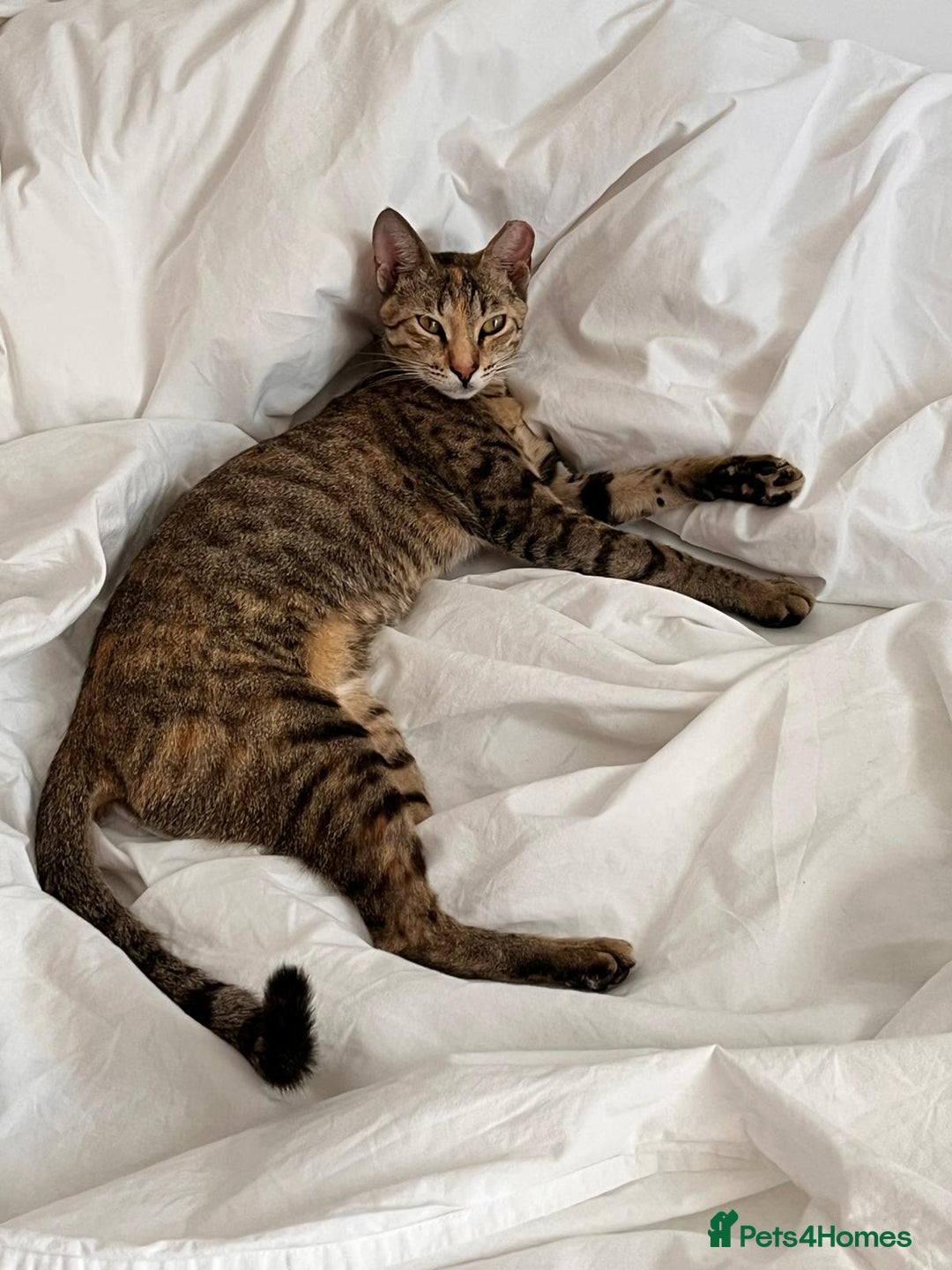 Mixed Breed cats for adoption: Sassy girl seeks experienced cat person  - Image 7