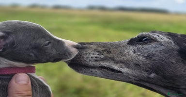 Mixed Breed dogs - Advert 6