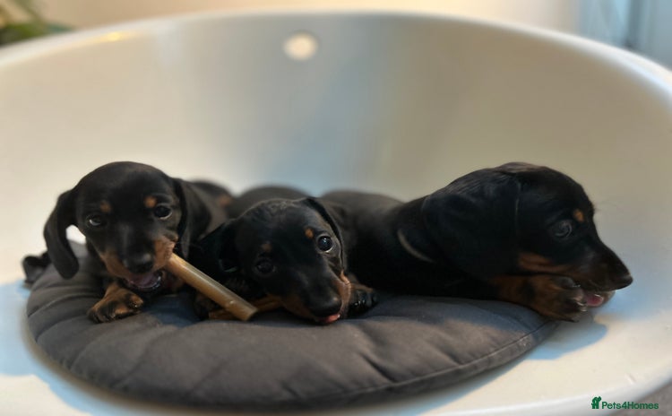 Miniature Dachshund dogs for sale - Advert 1