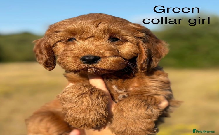 Cockapoo dogs - Advert 14