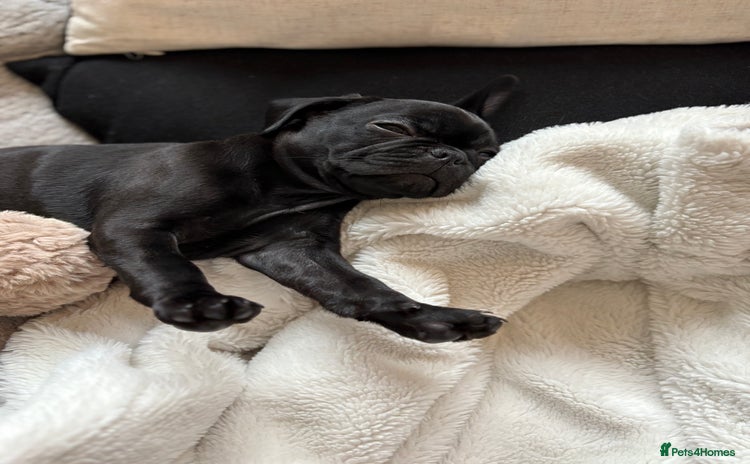Frug dogs - Advert 1