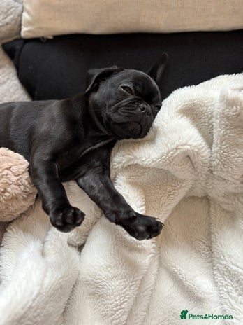 Frug dogs - Advert 1