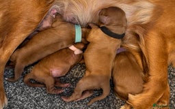 Cavapoo dogs for sale: F1 Cavapoo males 🖤🩵 - Image 1