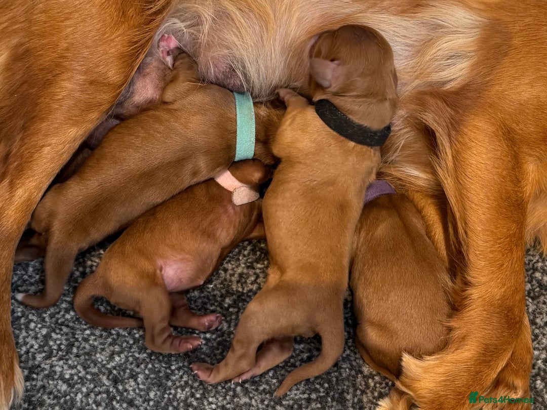 Cavapoo dogs for sale: F1 Cavapoo males 🖤🩵 - Image 1