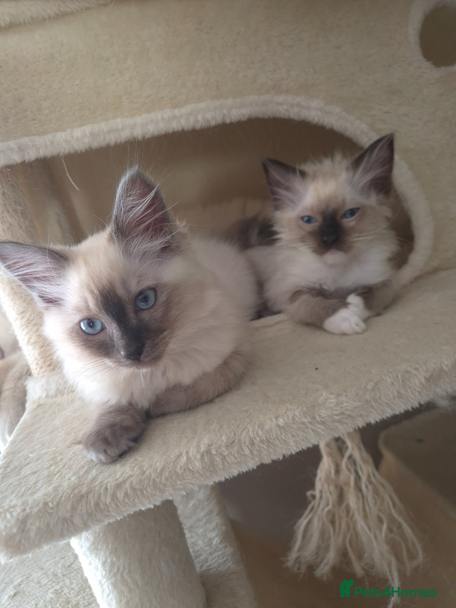 Ragdoll cats Beautifull ragdoll - Advert 18