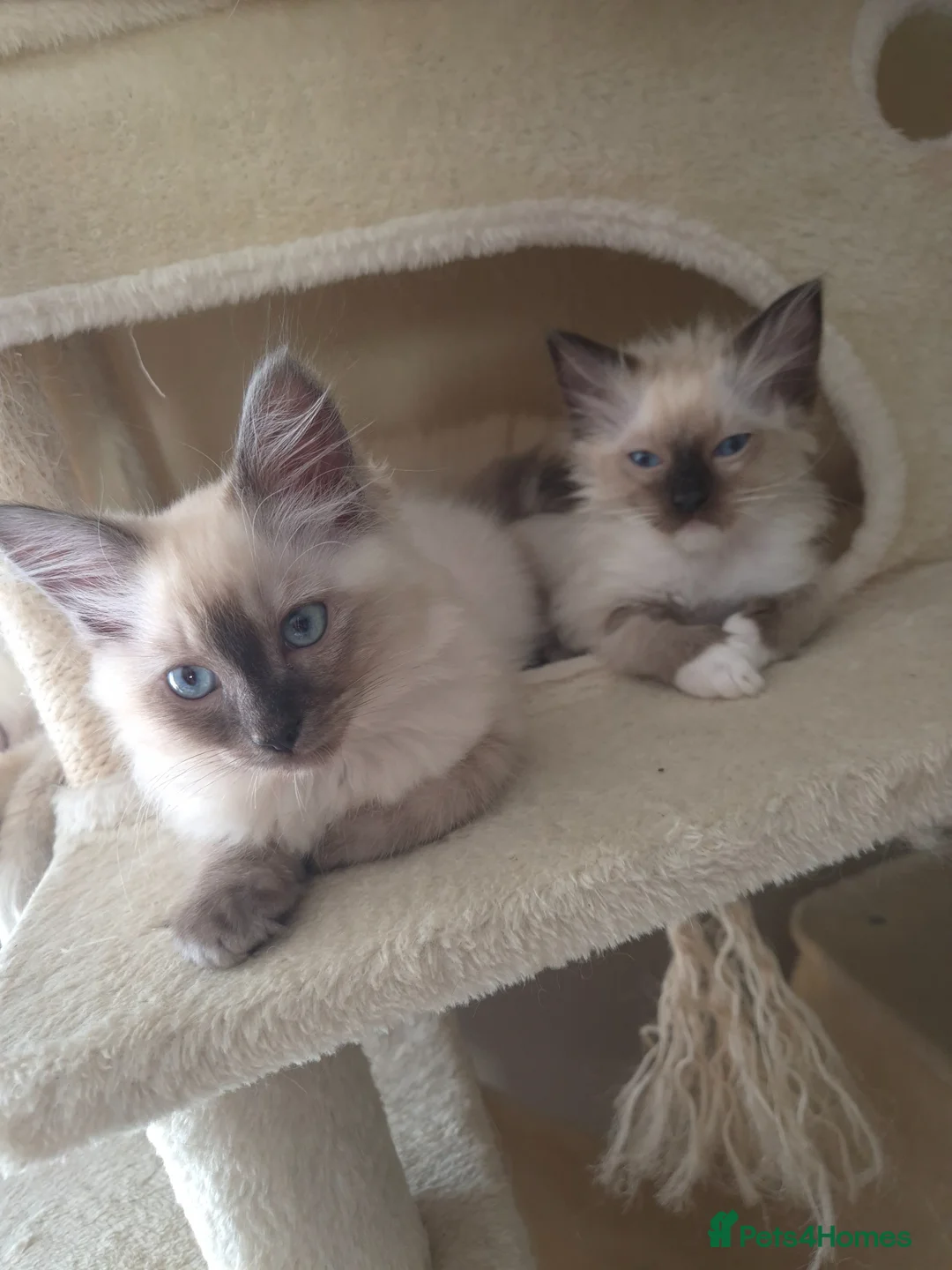 Ragdoll cats for sale: Beautifull ragdoll - Advert 1