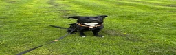 Mixed Breed dogs for sale: Rehoming Raven  in Cheadle - Advert 4
