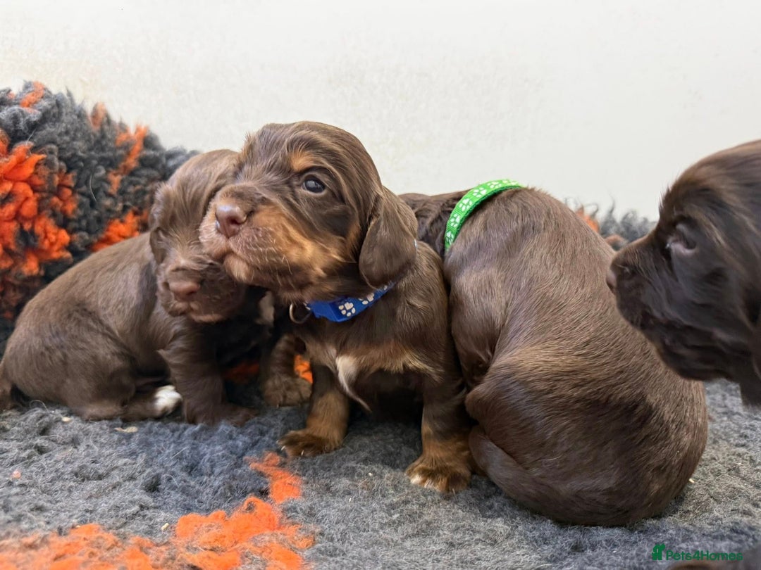 Cocker Spaniel dogs for sale: stunning chocolate and tri kc cocker spaniels - Advert 3