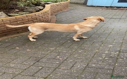 Labrador Retriever dogs for stud: Nacho - 1st time stud  - Image 6