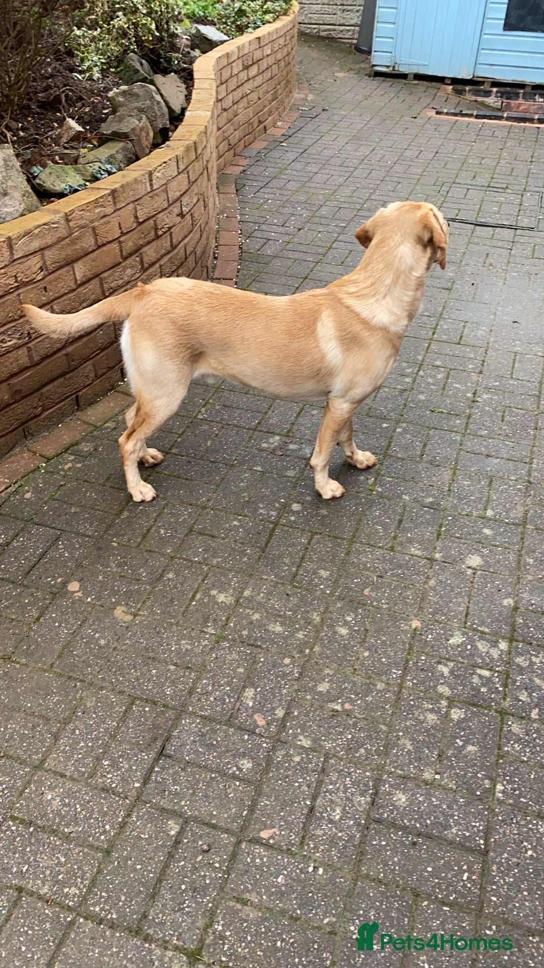 Labrador Retriever dogs for stud: Nacho - 1st time stud  - Image 6